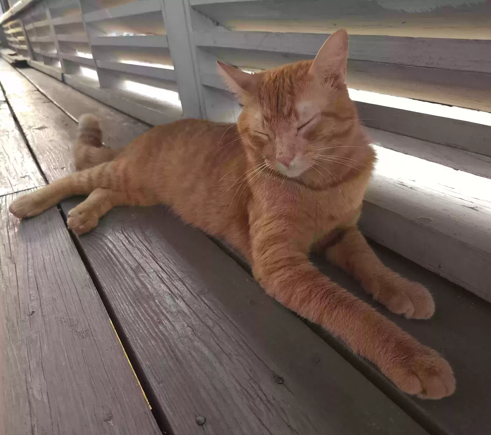 Lost cat in Houston, TX, 77098