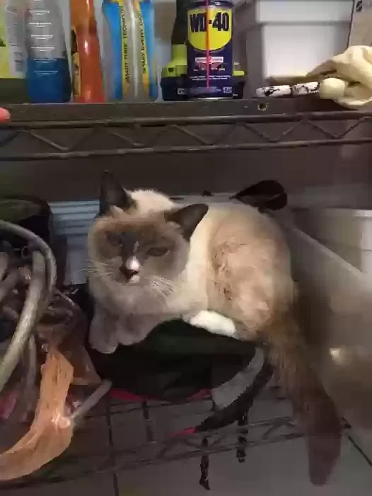 Lost cat in Saint Petersburg, FL, 33707