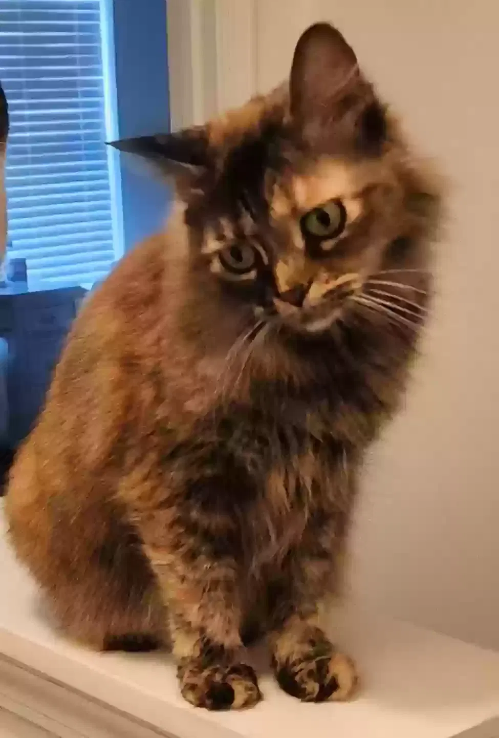 Lost cat in Saraland, AL, 36571