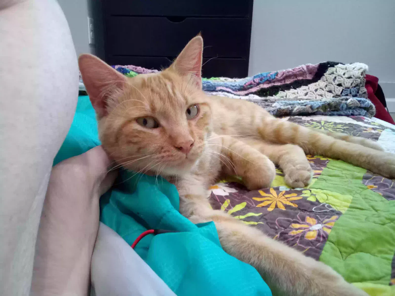 Found cat in Lancaster, CA, 93536