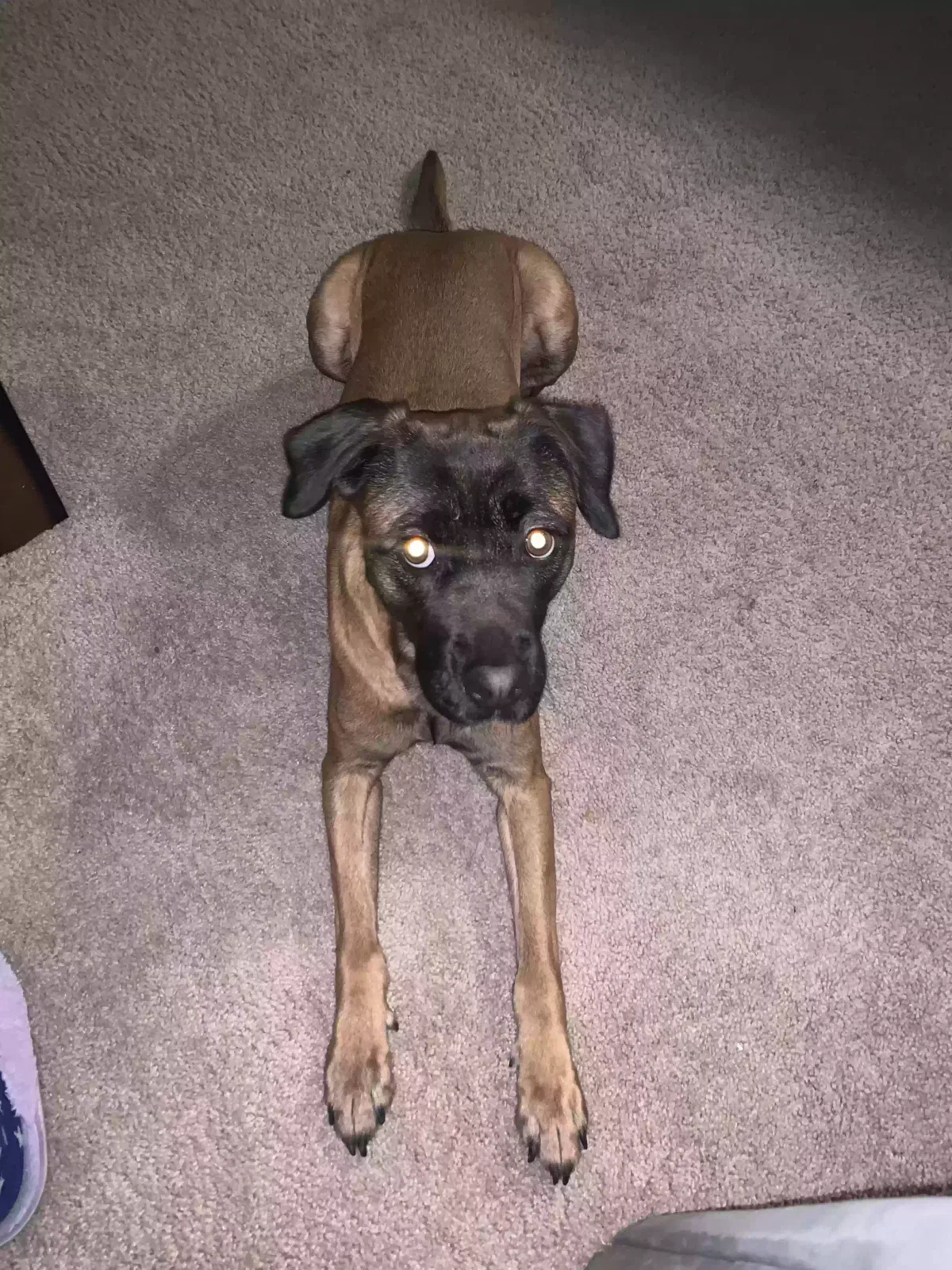 Lost dog in Washington, DC, 20003