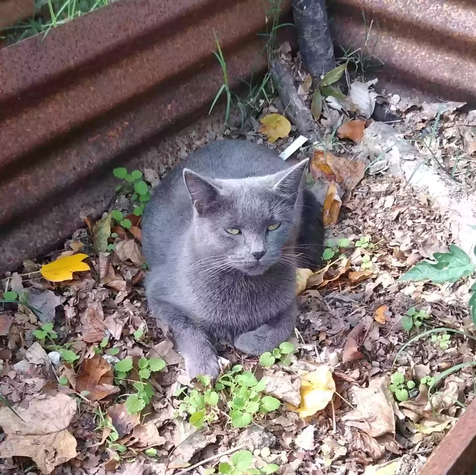 Lost cat in Fort Washington, MD, 20744