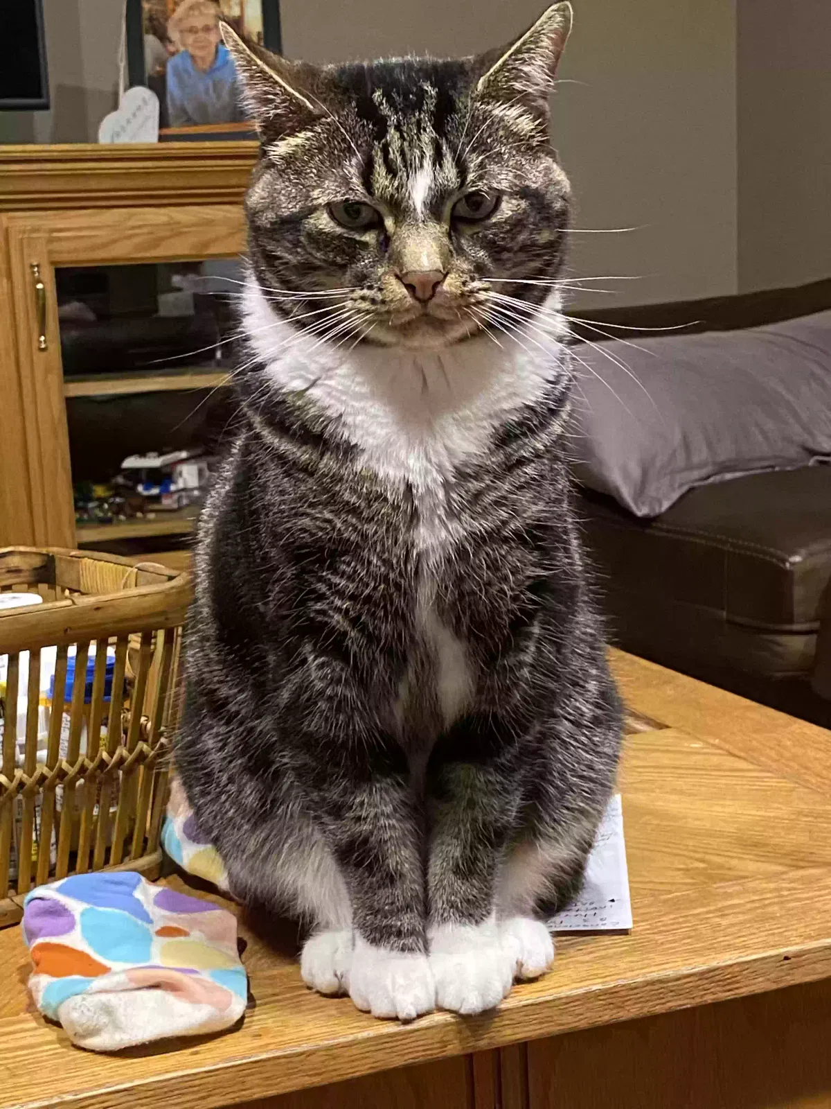 Lost cat in Andover, MN, 55304