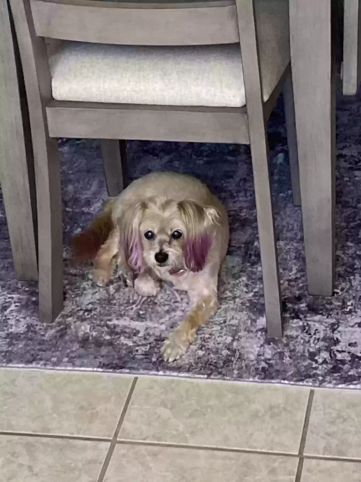 Lost dog in Mesa, AZ, 85208