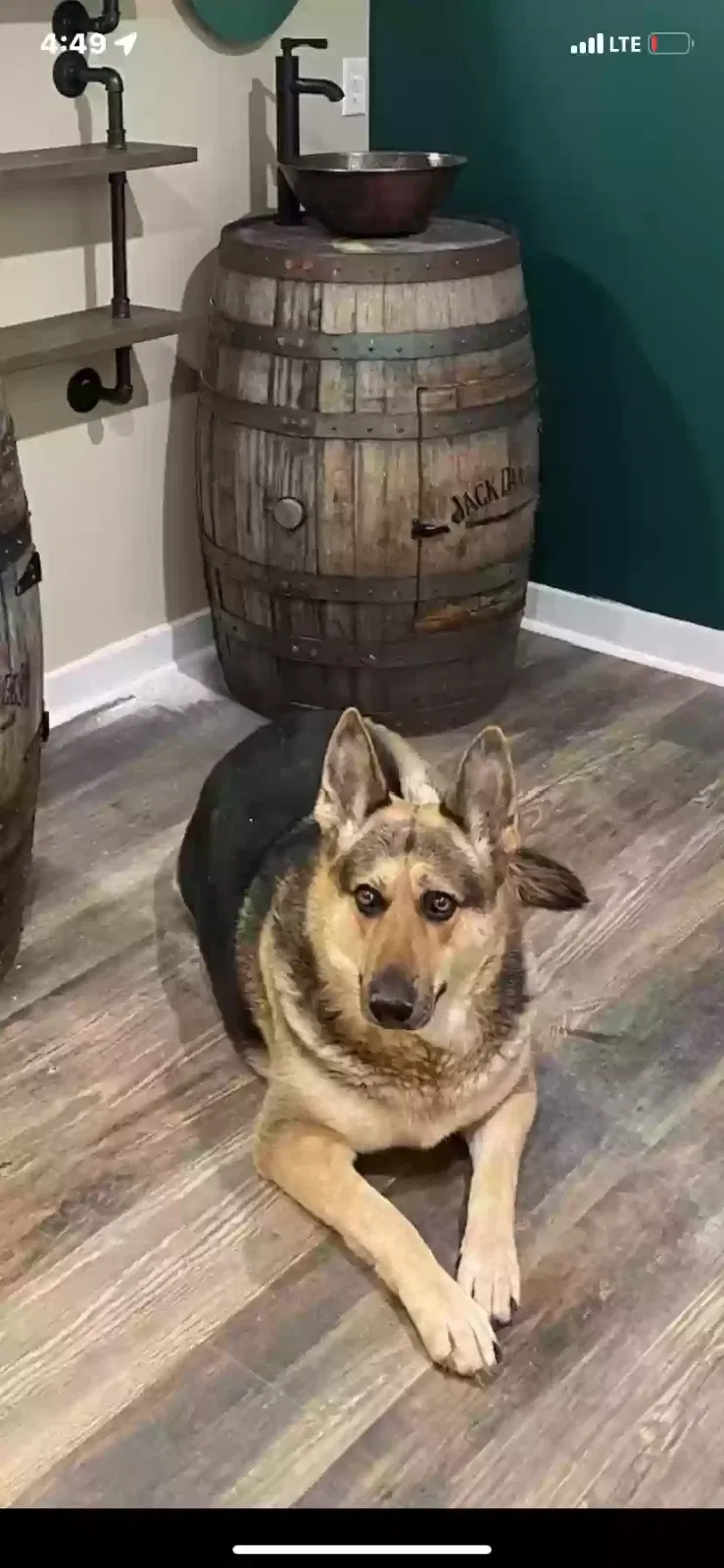 Lost dog in New Hope, AL, 35760
