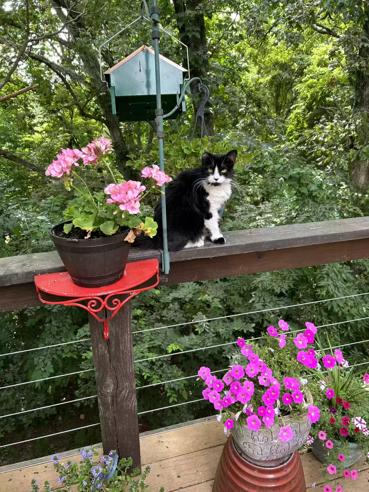 Lost cat in Ozark, MO, 65721