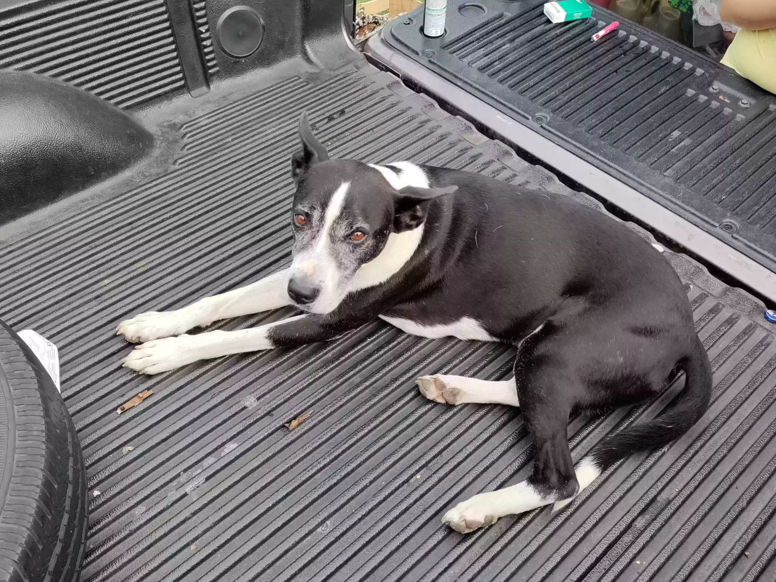 Lost dog in Houston, TX, 77242