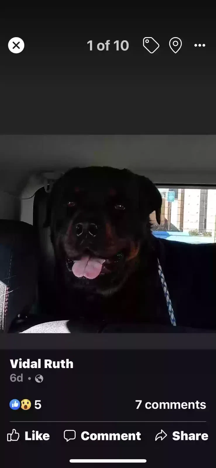 Lost dog in Dequincy, LA, 70633