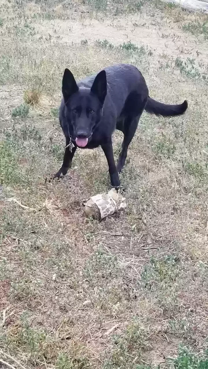 Lost dog in Denver, CO, 80220