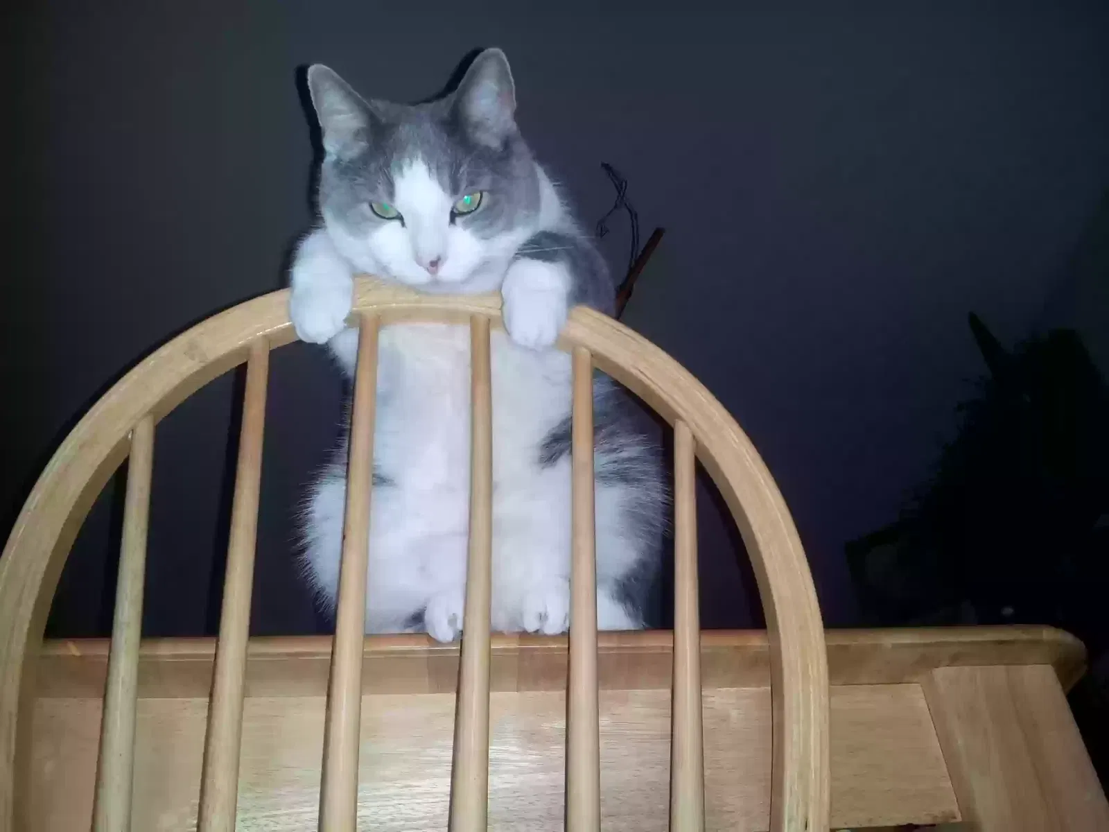 Lost cat in North Providence, RI, 2911