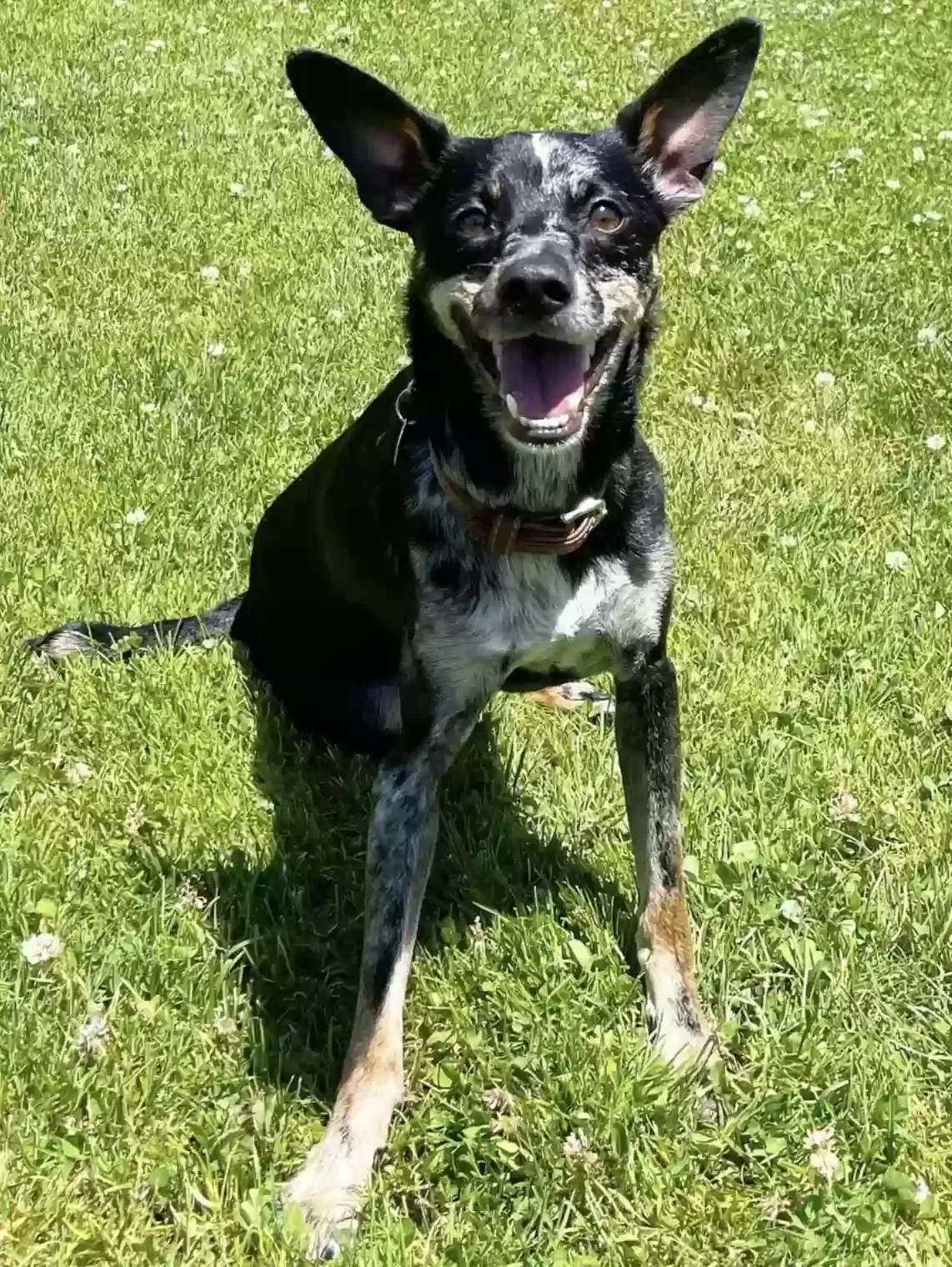 Lost dog in Oakland, CA, 94605
