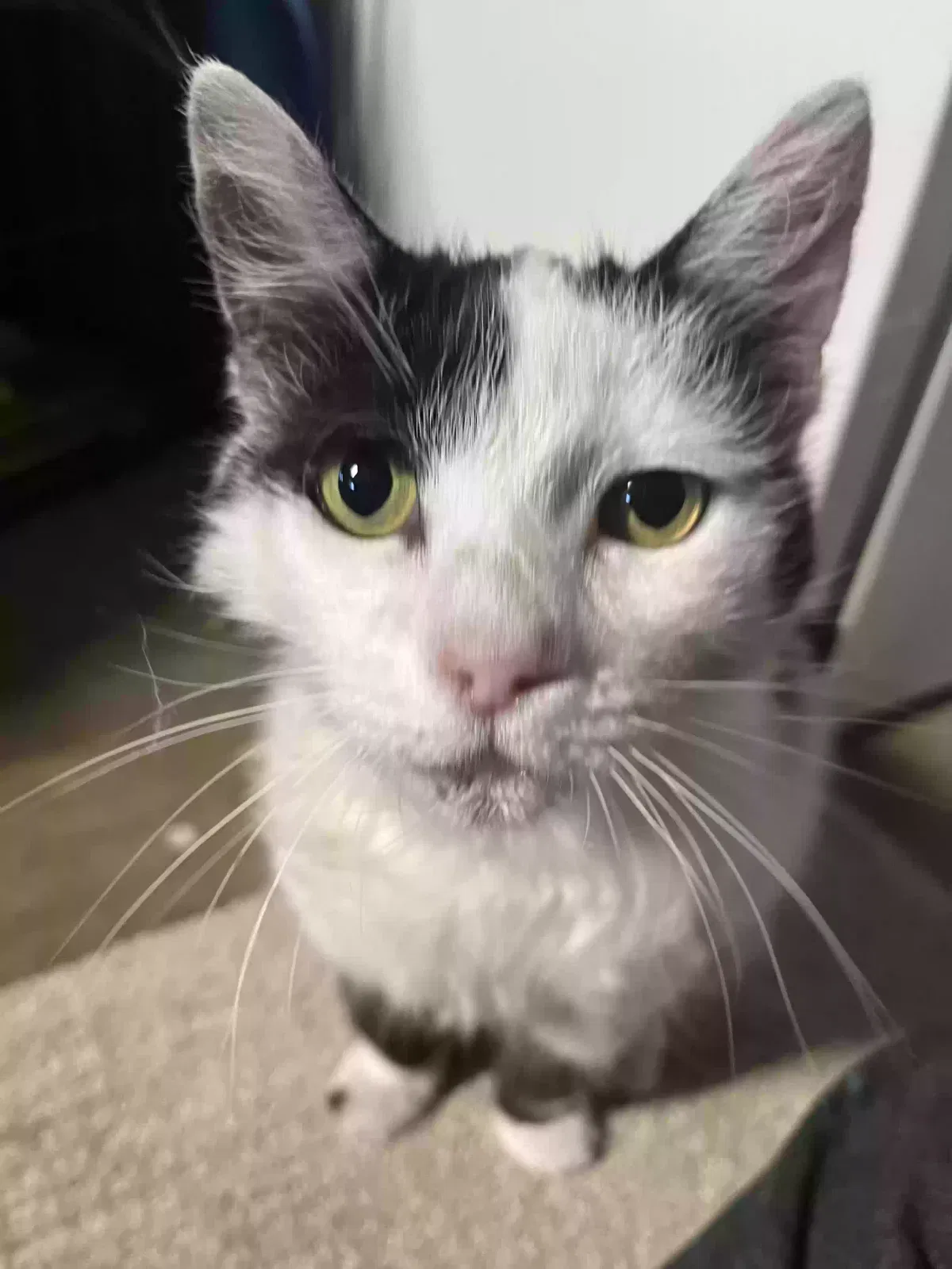 Found cat in Garden Grove, CA, 92841