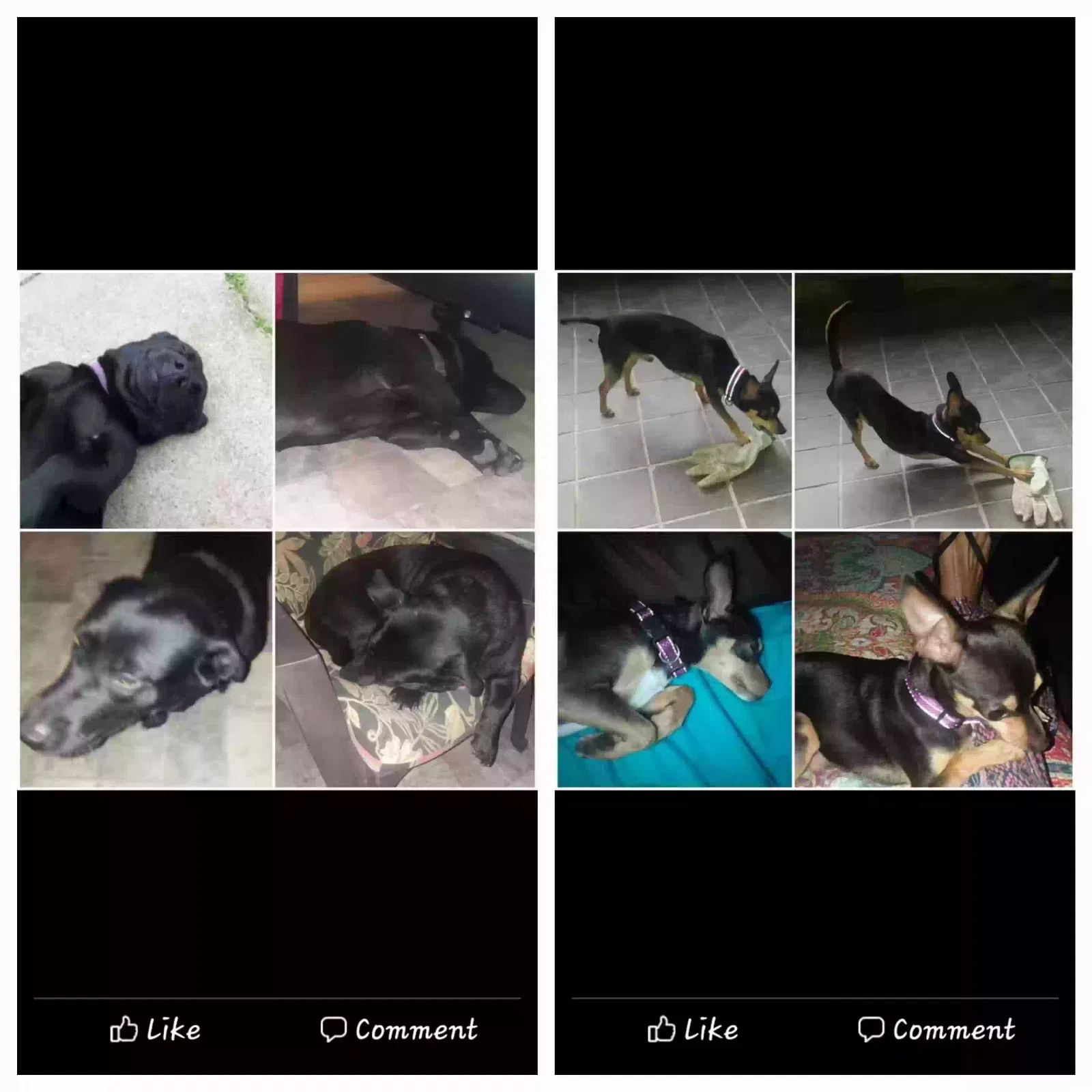 Lost dog in Canton, TX, 75103