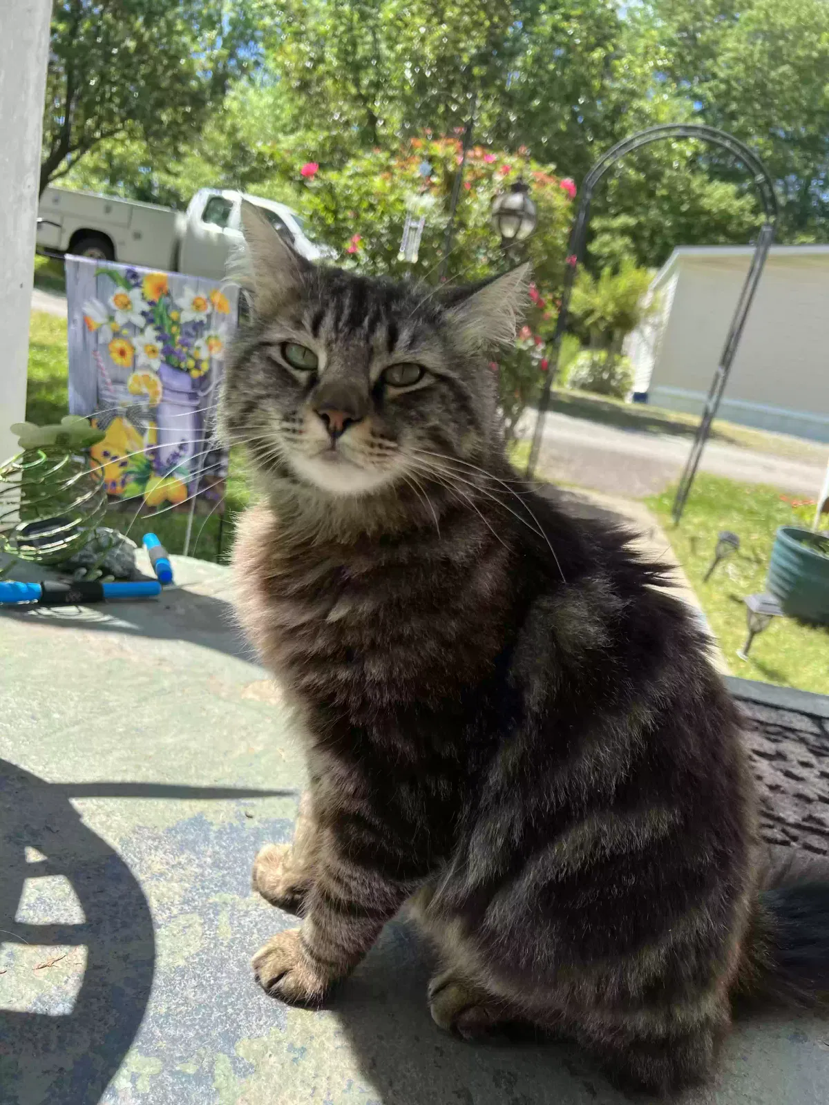 Lost cat in Sherrills Ford, NC, 28673