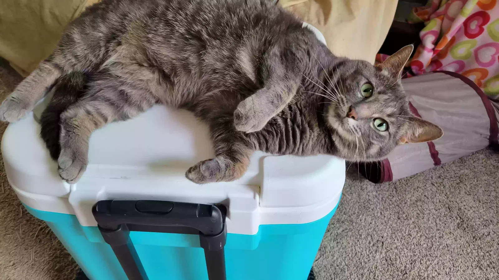 Lost cat in Grand Rapids, MI, 49503
