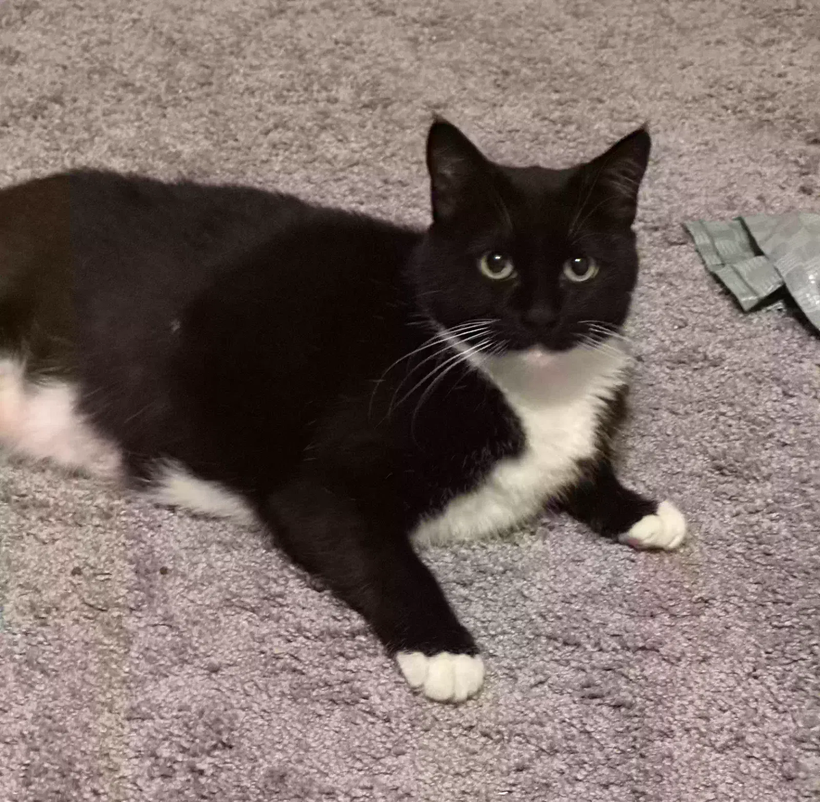 Lost cat in Las Vegas, NV, 89113