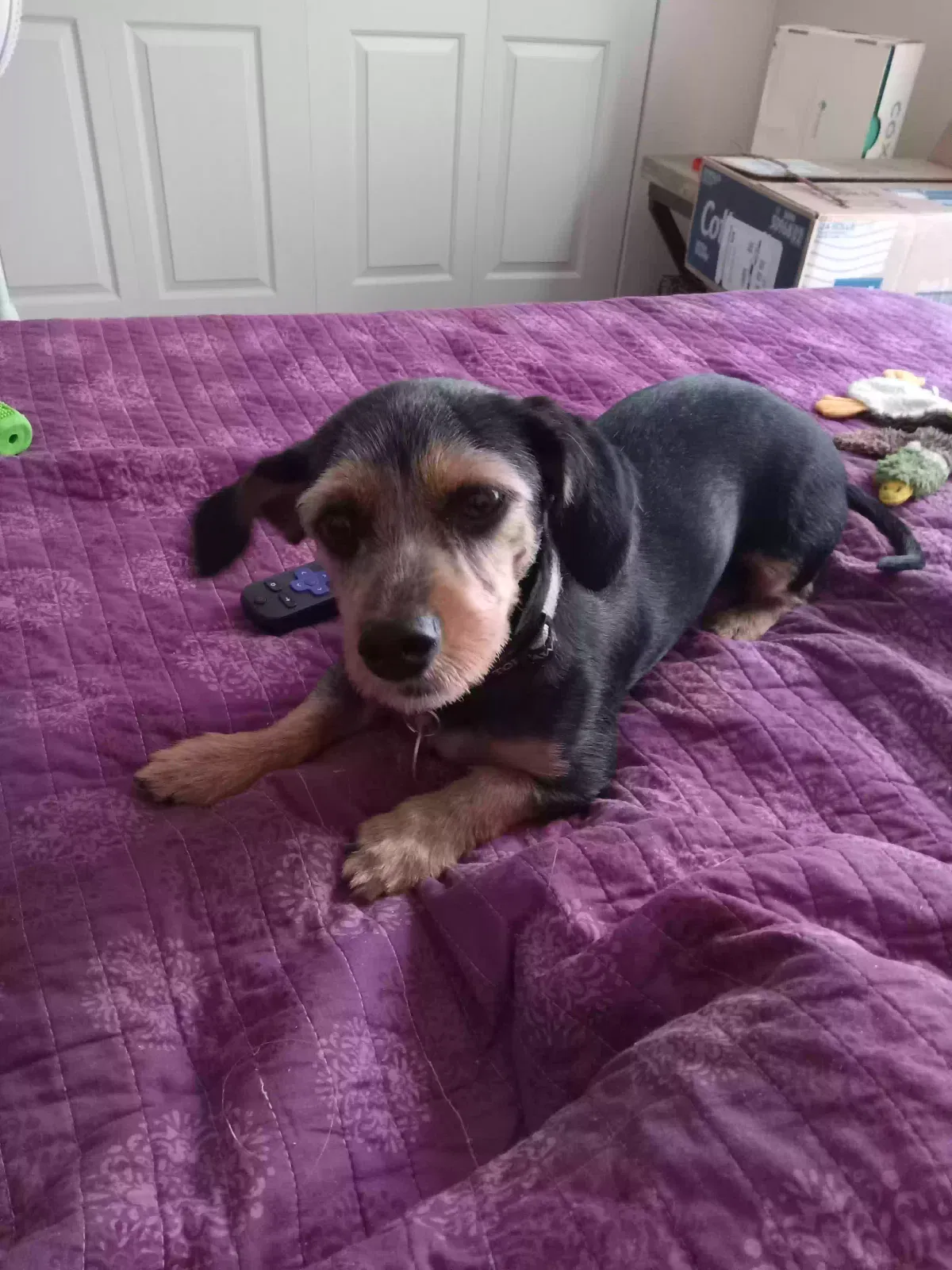 Lost dog in Tulsa, OK, 74127