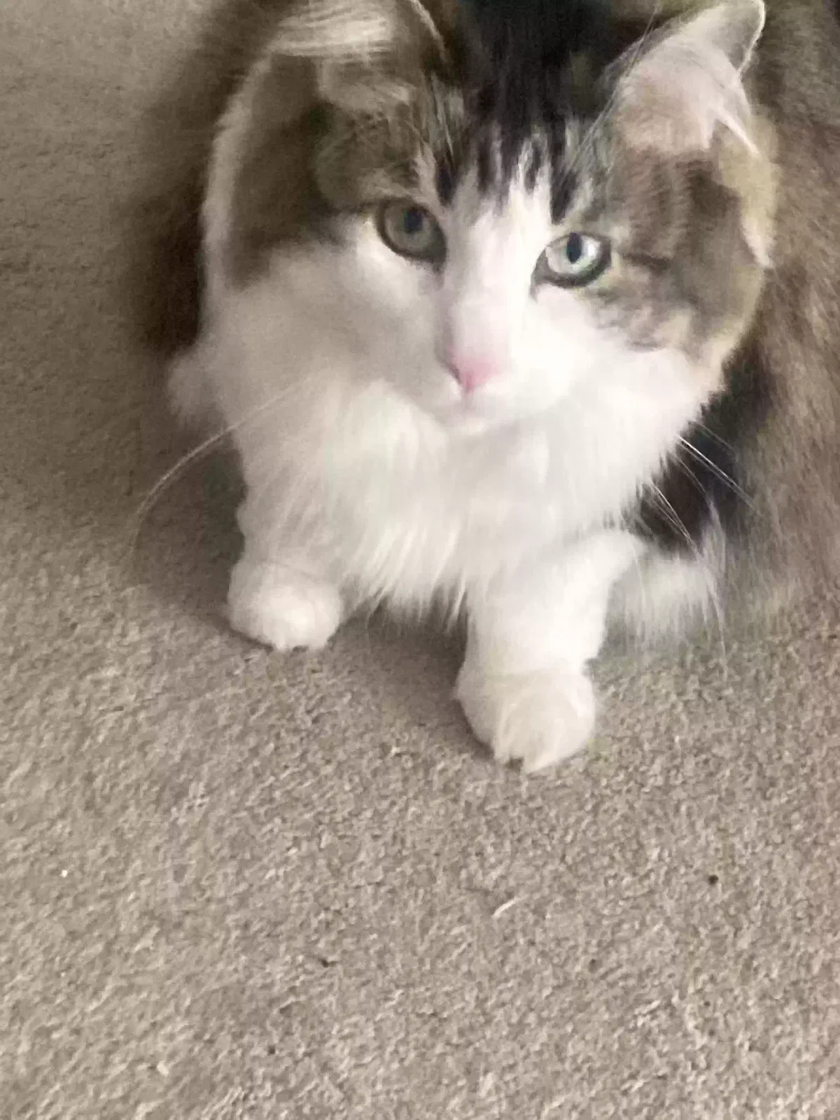 Lost cat in Torrington, CT, 6790