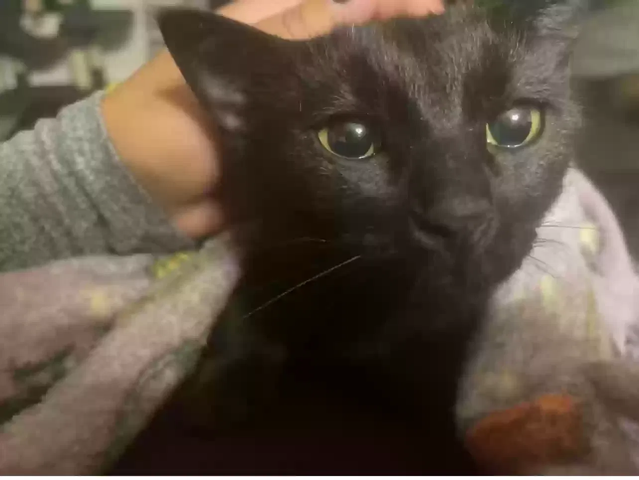 Lost cat in Aurora, CO, 80013