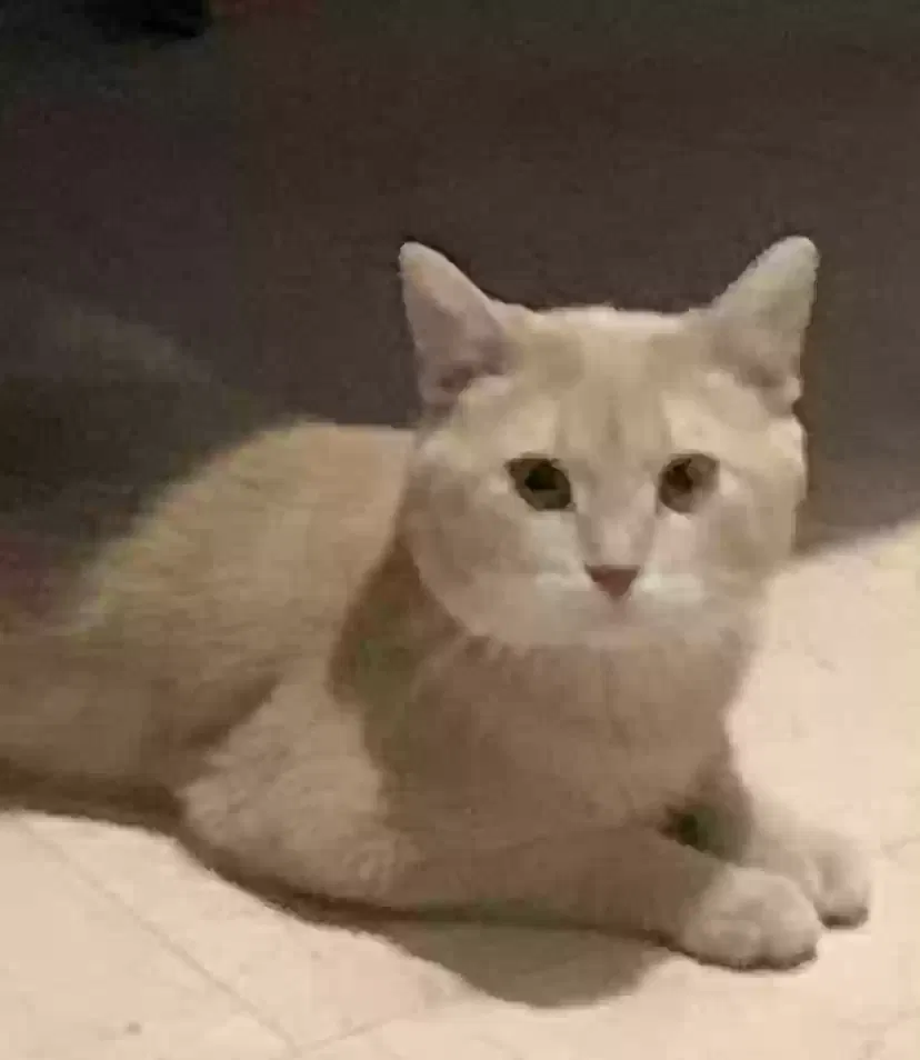 Lost cat in Chicago, IL, 60618