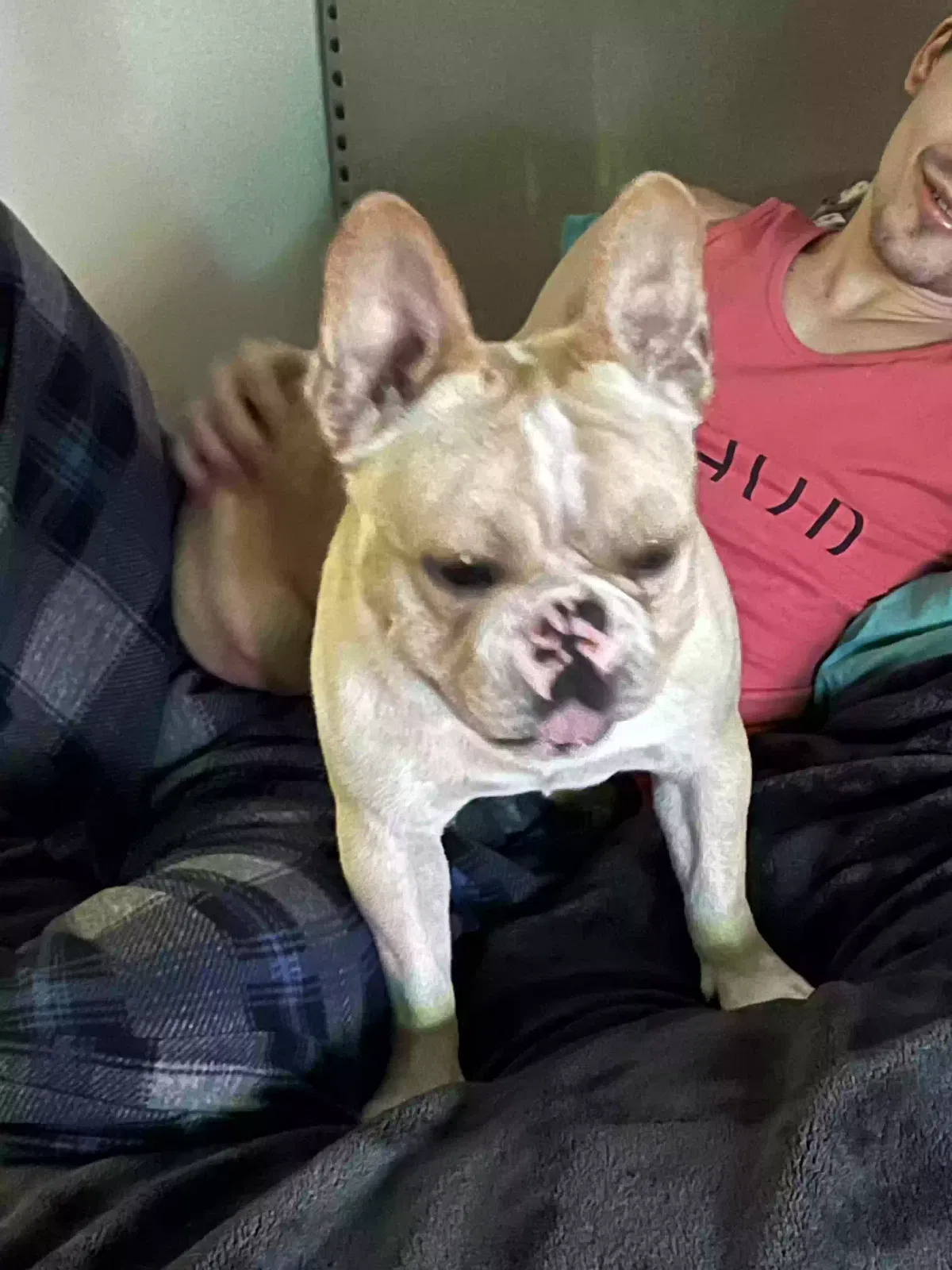 Lost dog in Deland, FL, 32720