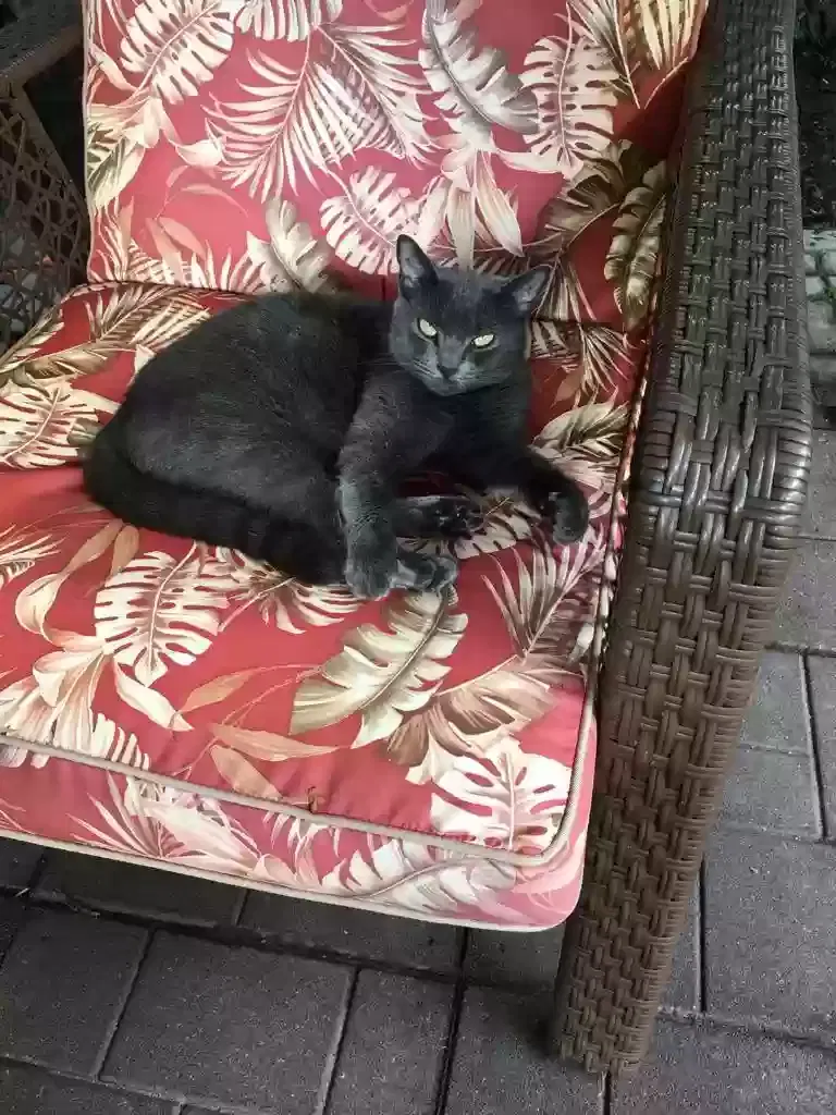 Lost cat in Bergenfield, NJ, 7621