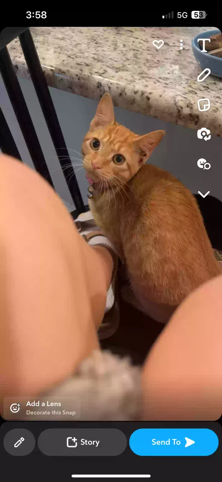 Lost cat in Temple, TX, 76502