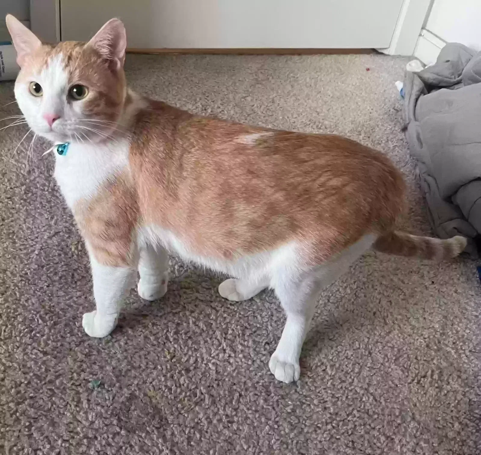 Lost cat in Libertyville, IL, 60048