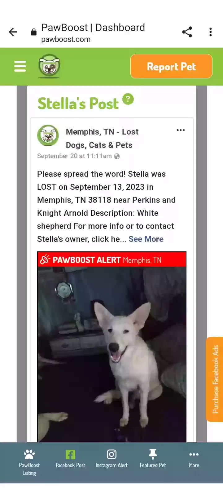 Lost dog in Memphis, TN, 38118