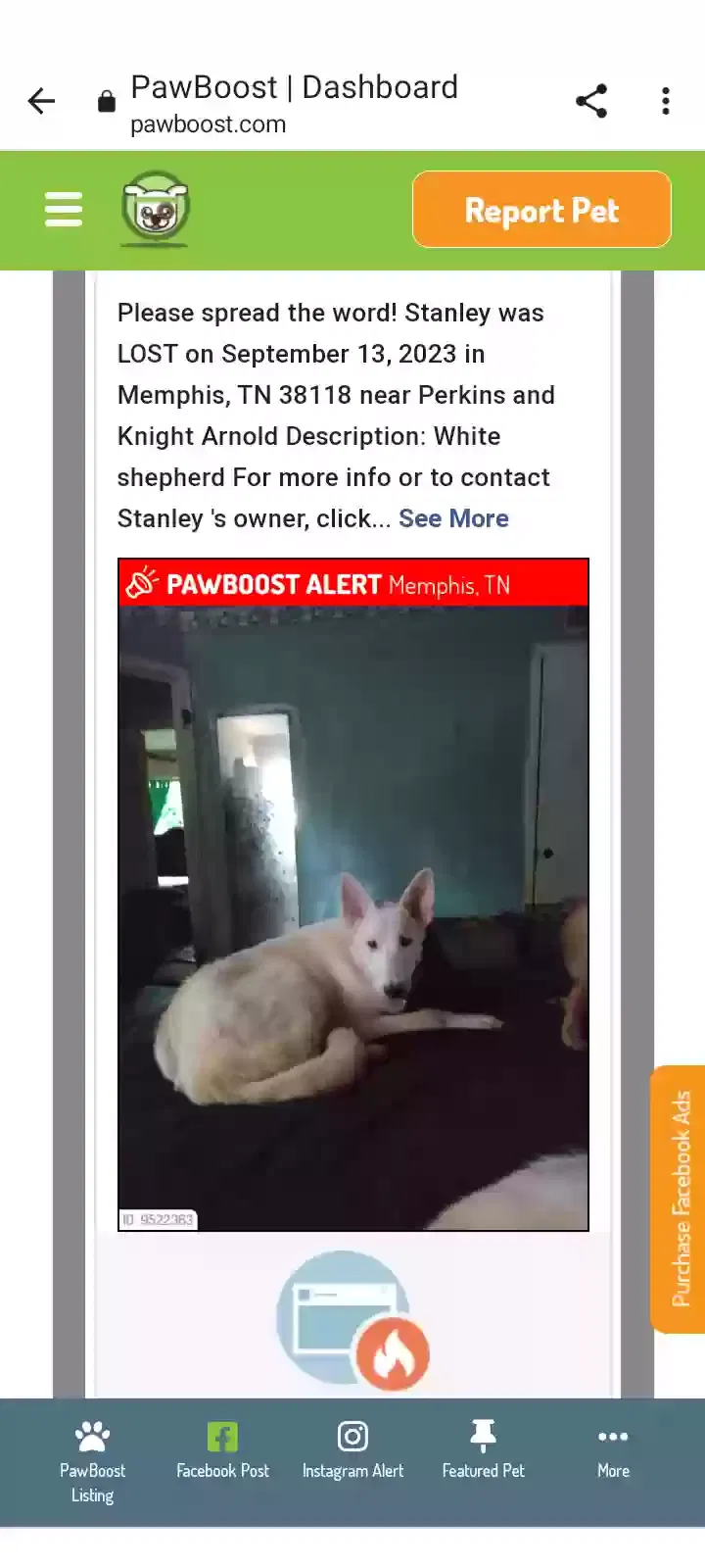 Lost dog in Memphis, TN, 38118