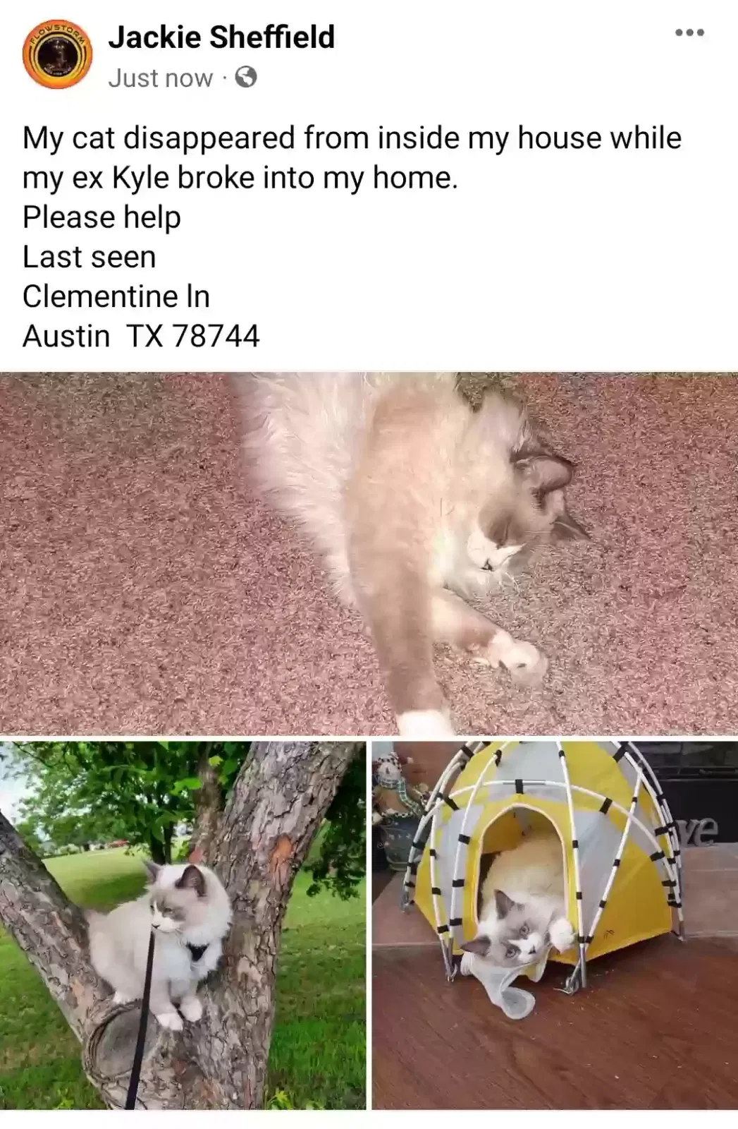 Lost cat in Austin, TX, 78744
