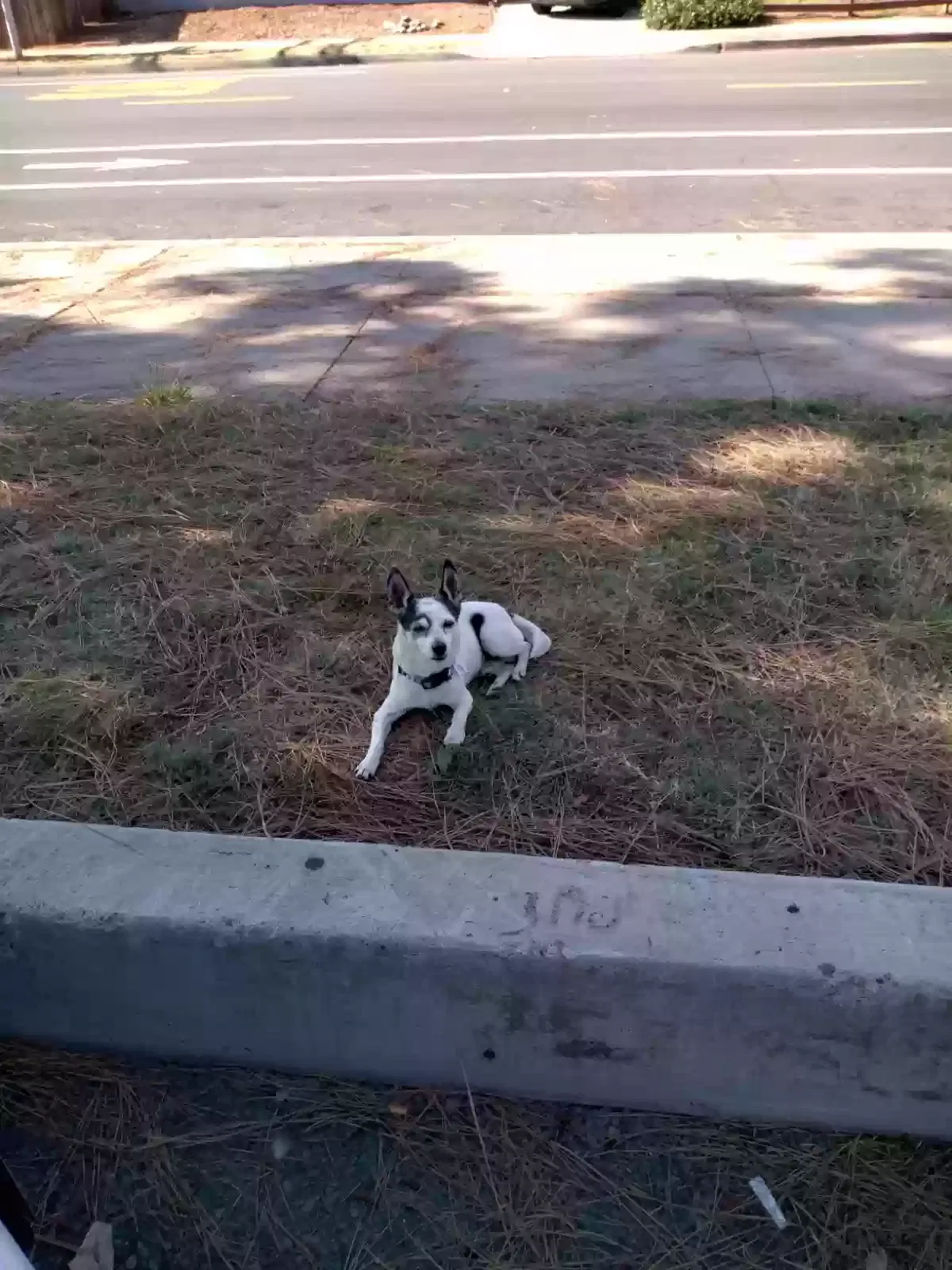 Lost dog in Lemon Grove, CA, 91945