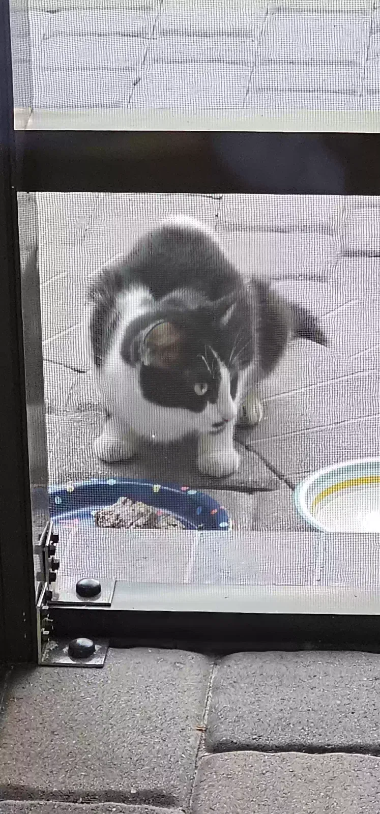 Found cat in Brooksville, FL, 34601