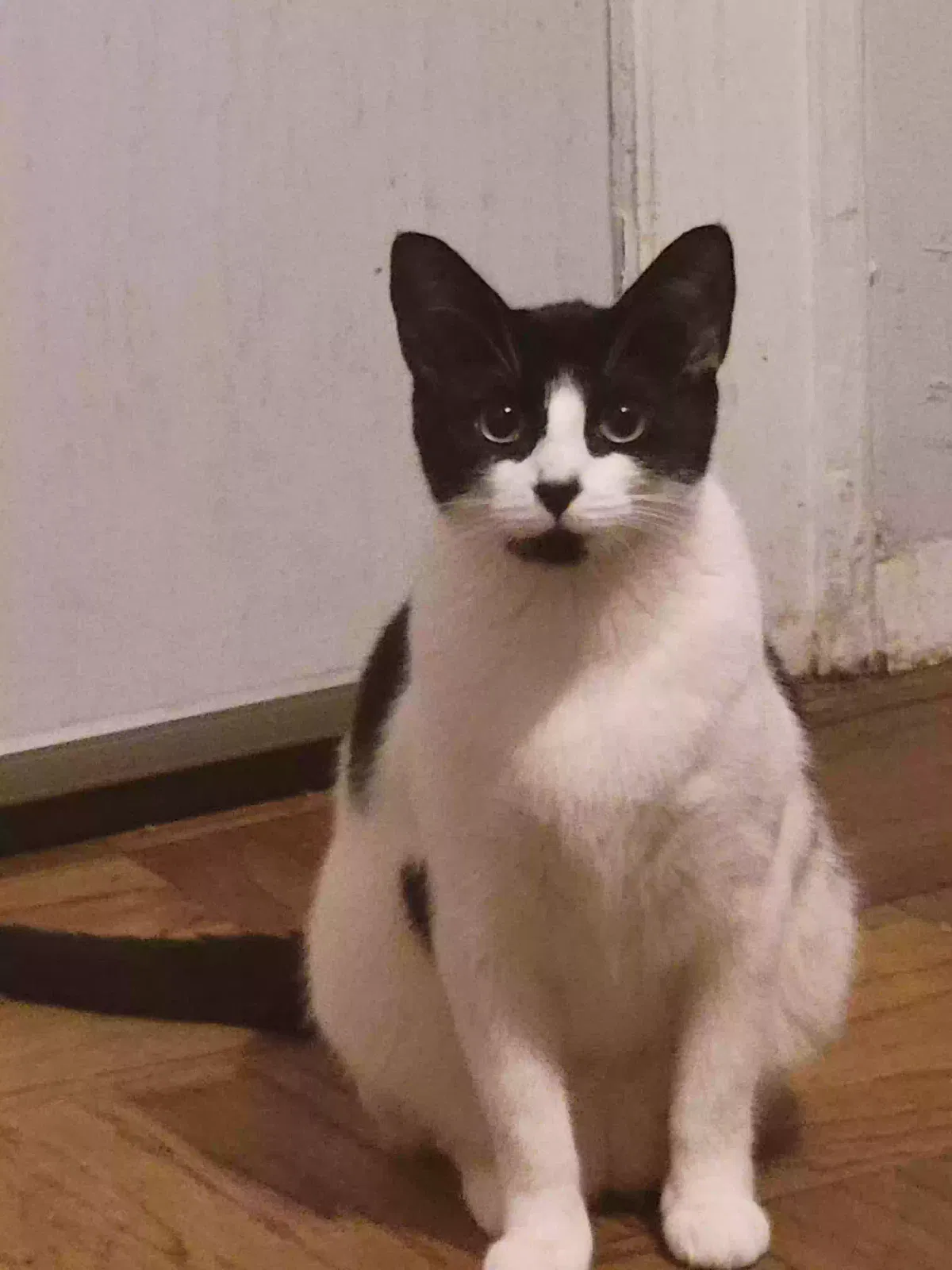 Lost cat in Jackson Heights, NY, 11372