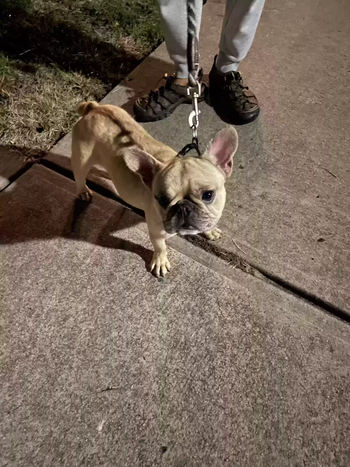 Found dog in Concord, NC, 28027