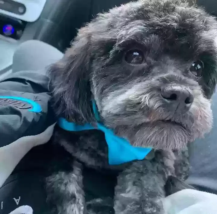 Lost dog in Redford, MI, 48240