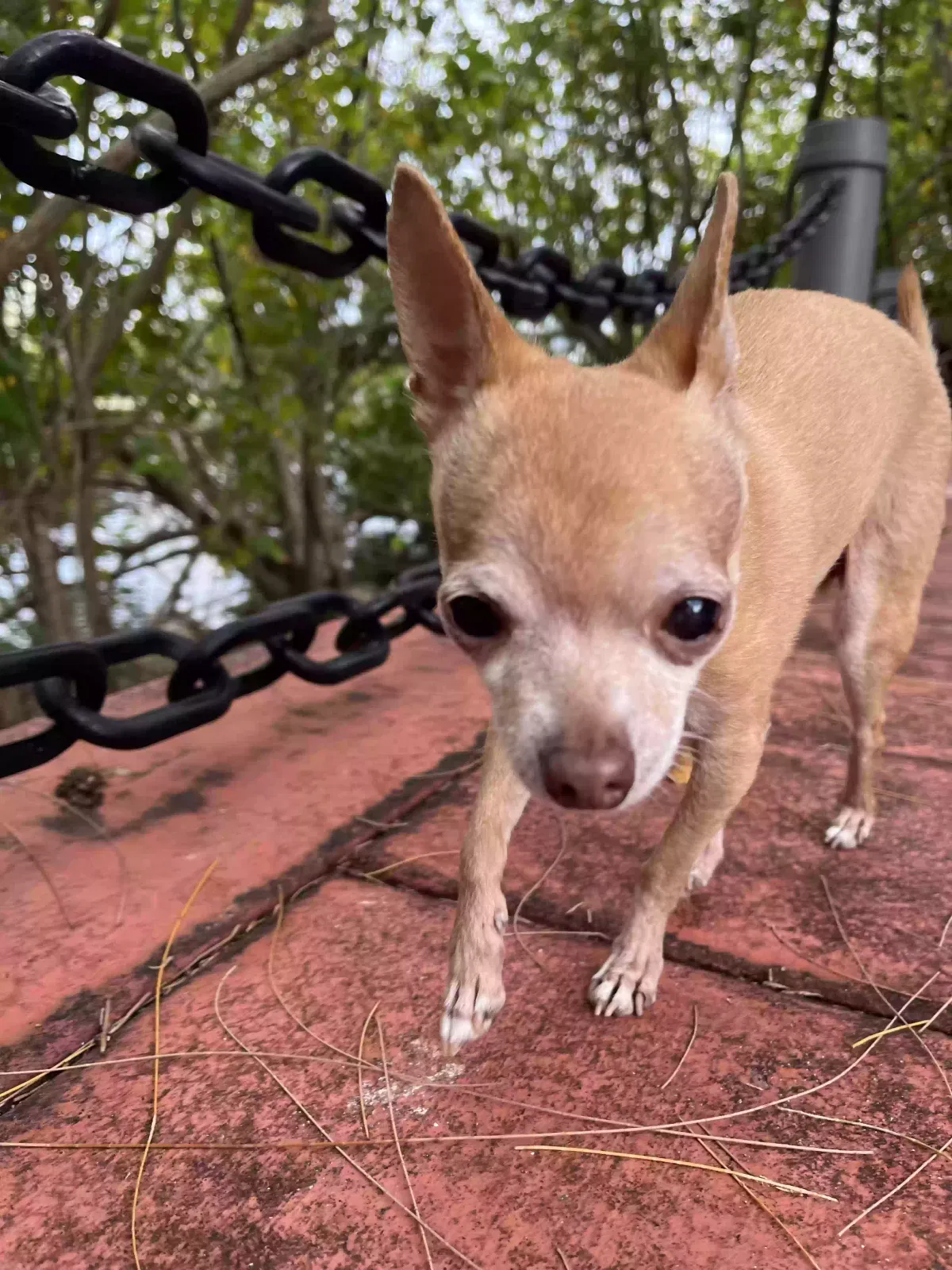 Lost dog in Miami, FL, 33131