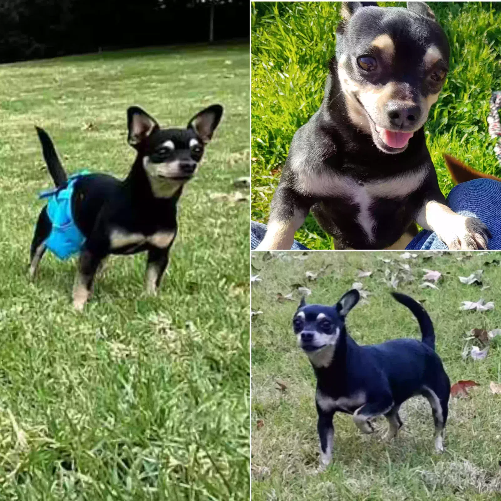 Lost dog in Riverside, CA, 92507