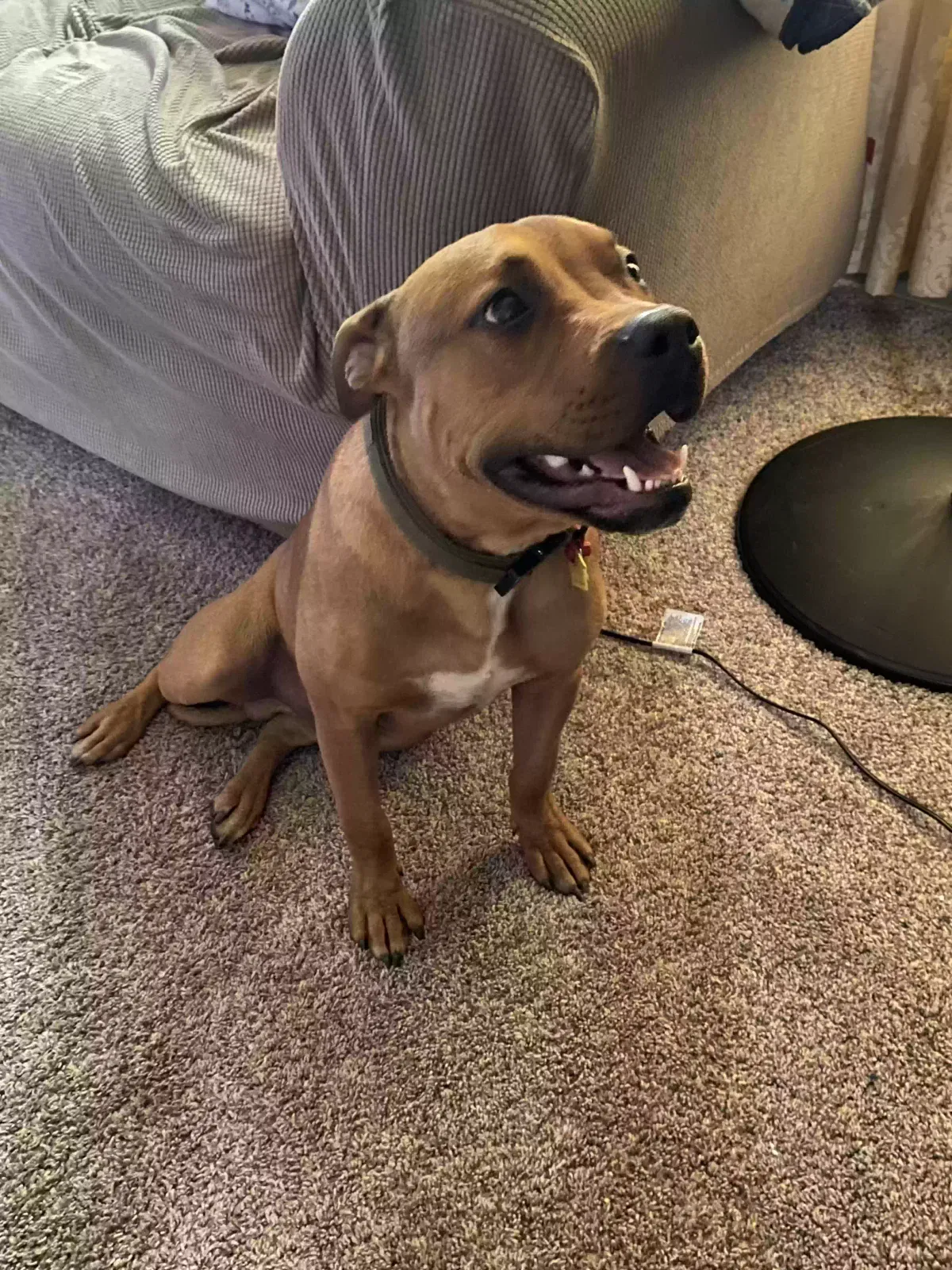 Lost dog in Harvey, IL, 60426