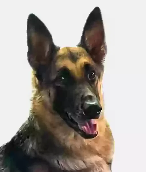 Lost dog in Jacksonville, FL, 32244