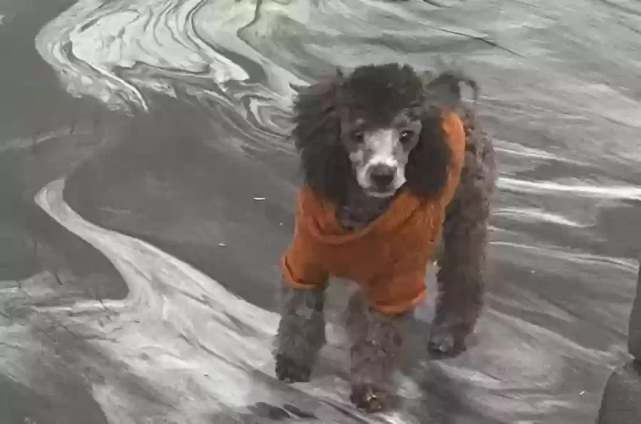 Lost dog in Houston, TX, 77068