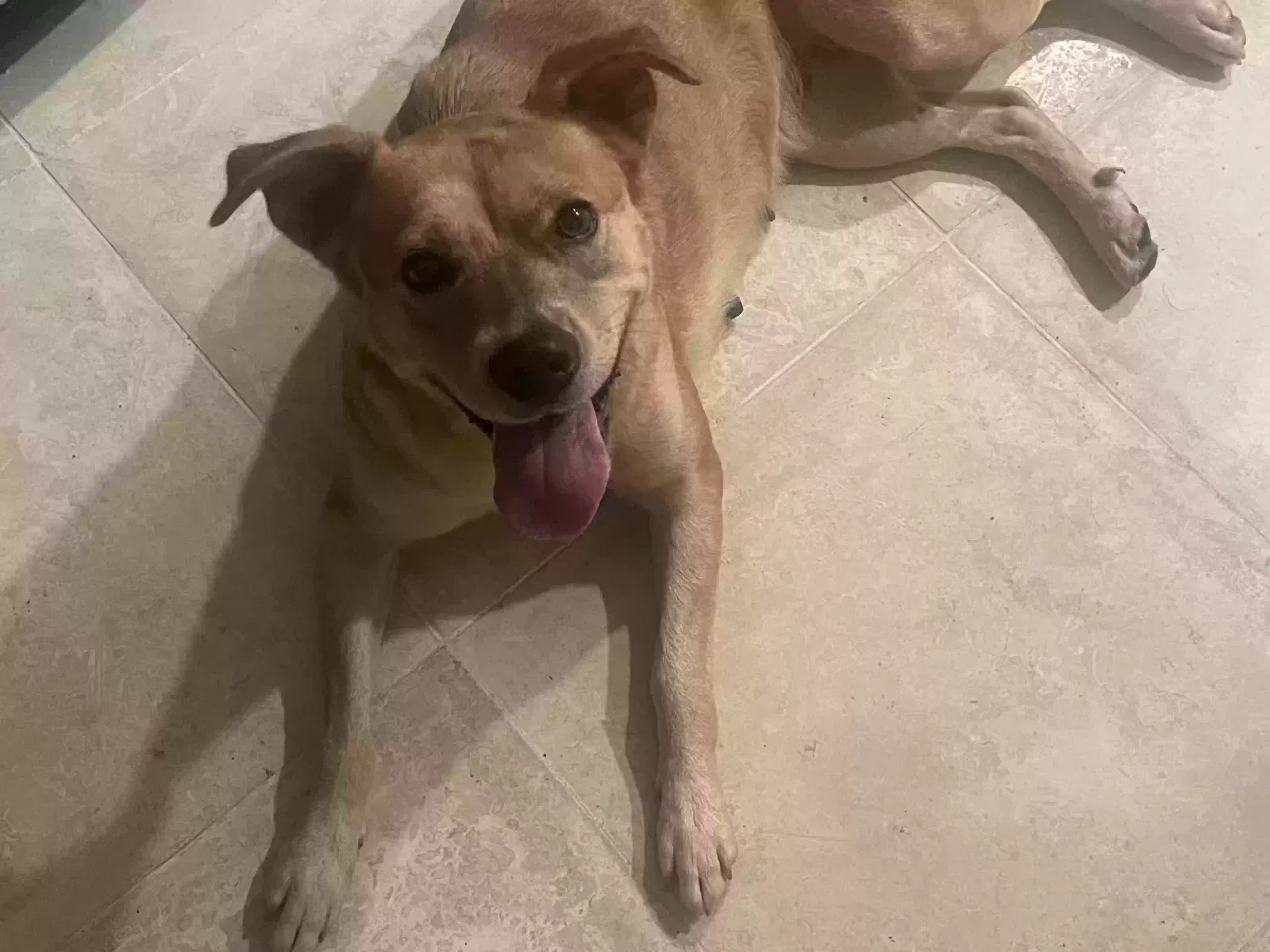 Found dog in Forest Park, GA, 30297