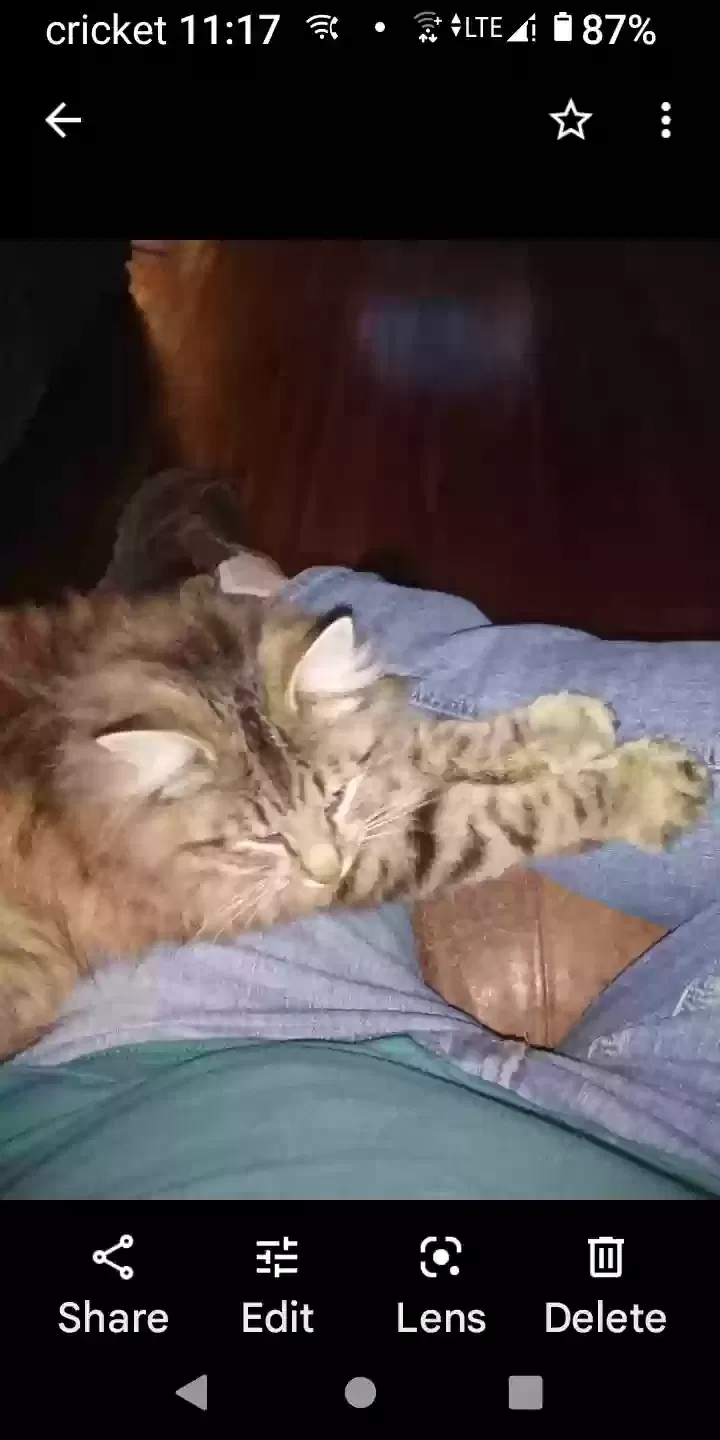 Lost cat in Pensacola, FL, 32514