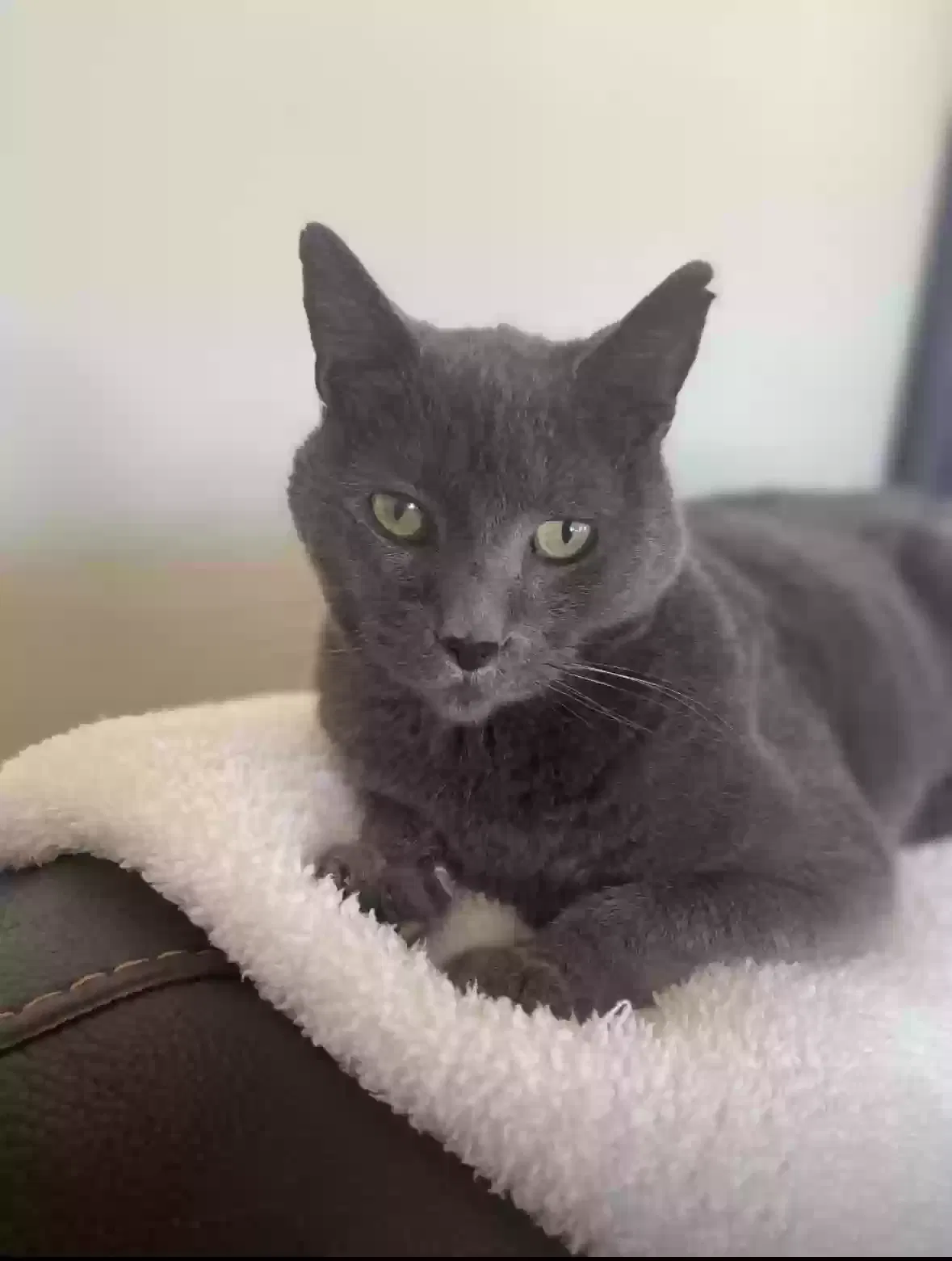 Lost cat in Star, ID, 83669