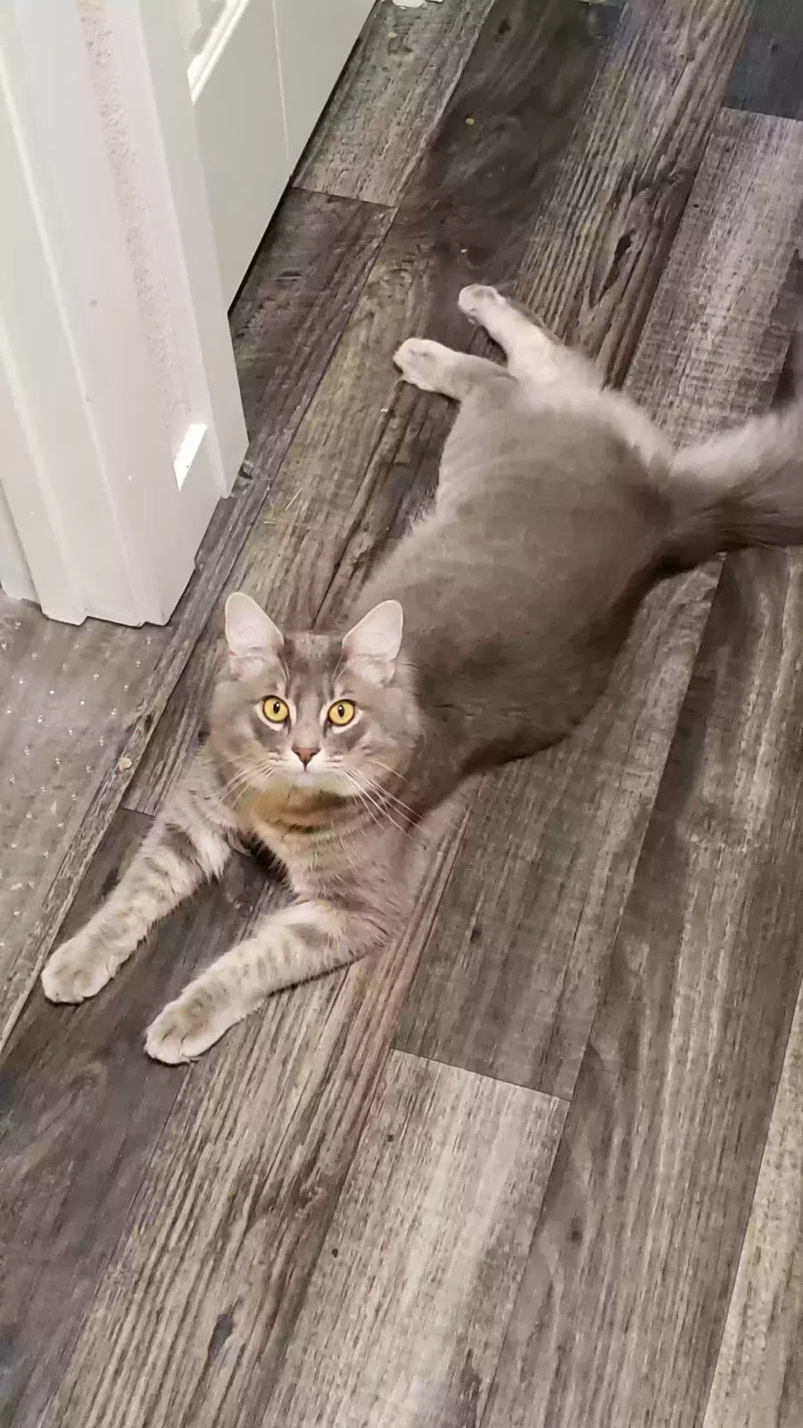 Missing Cat