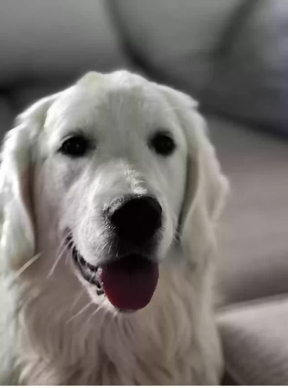 Lost dog in Calhan, CO, 80808