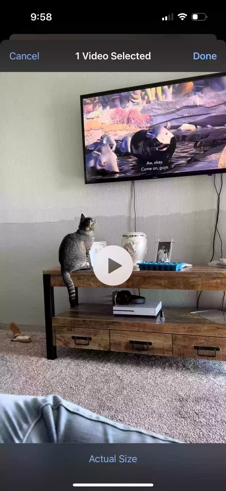 Lost cat in Tooele, UT, 84074