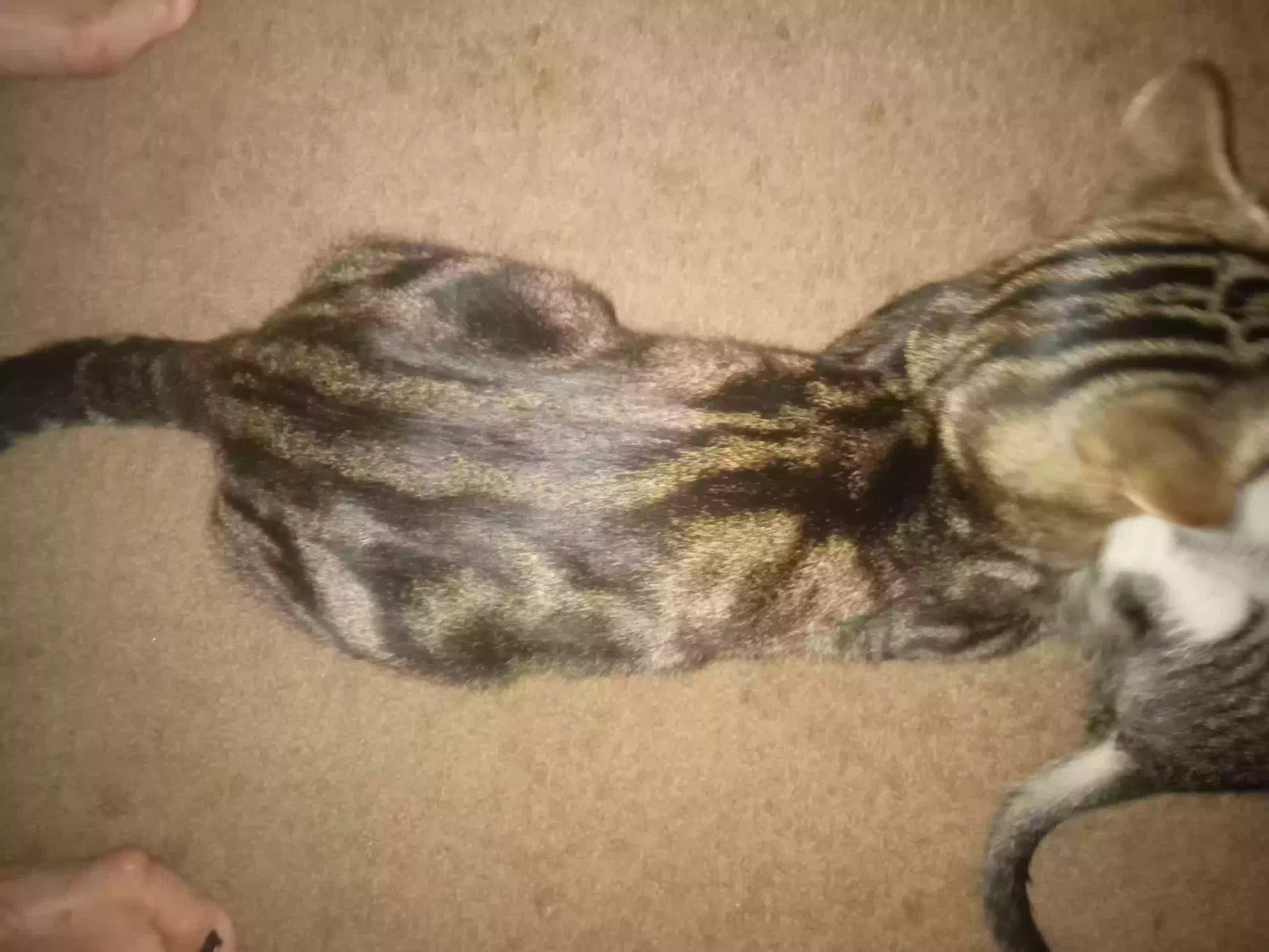 Lost cat in Nuevo, CA, 92567