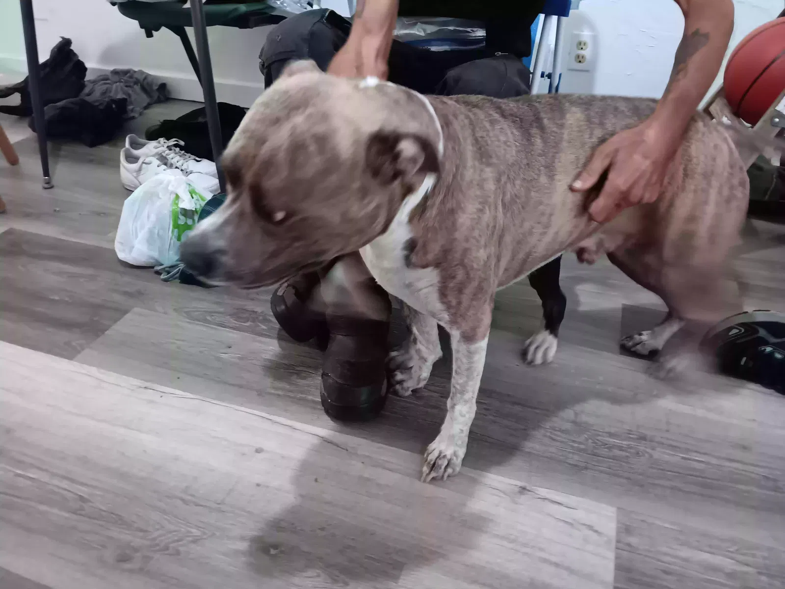 Found dog in Lawton, OK, 73505