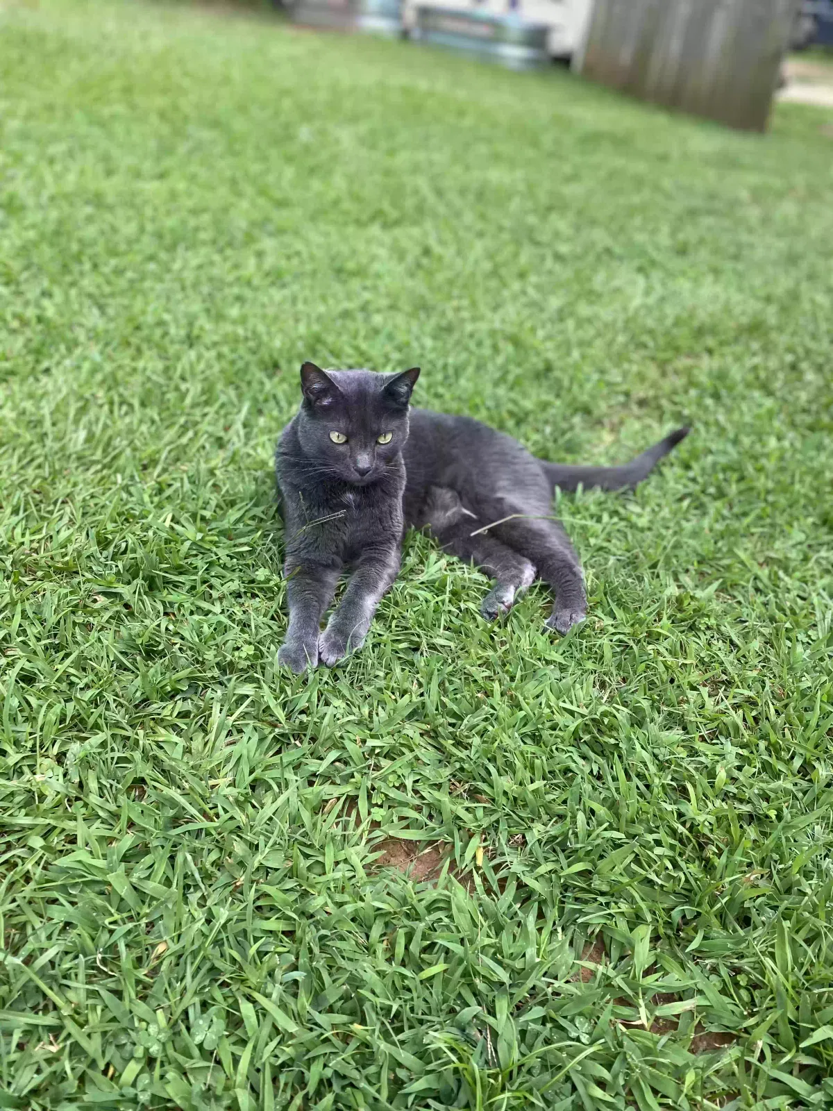Lost cat in Gastonia, NC, 28052